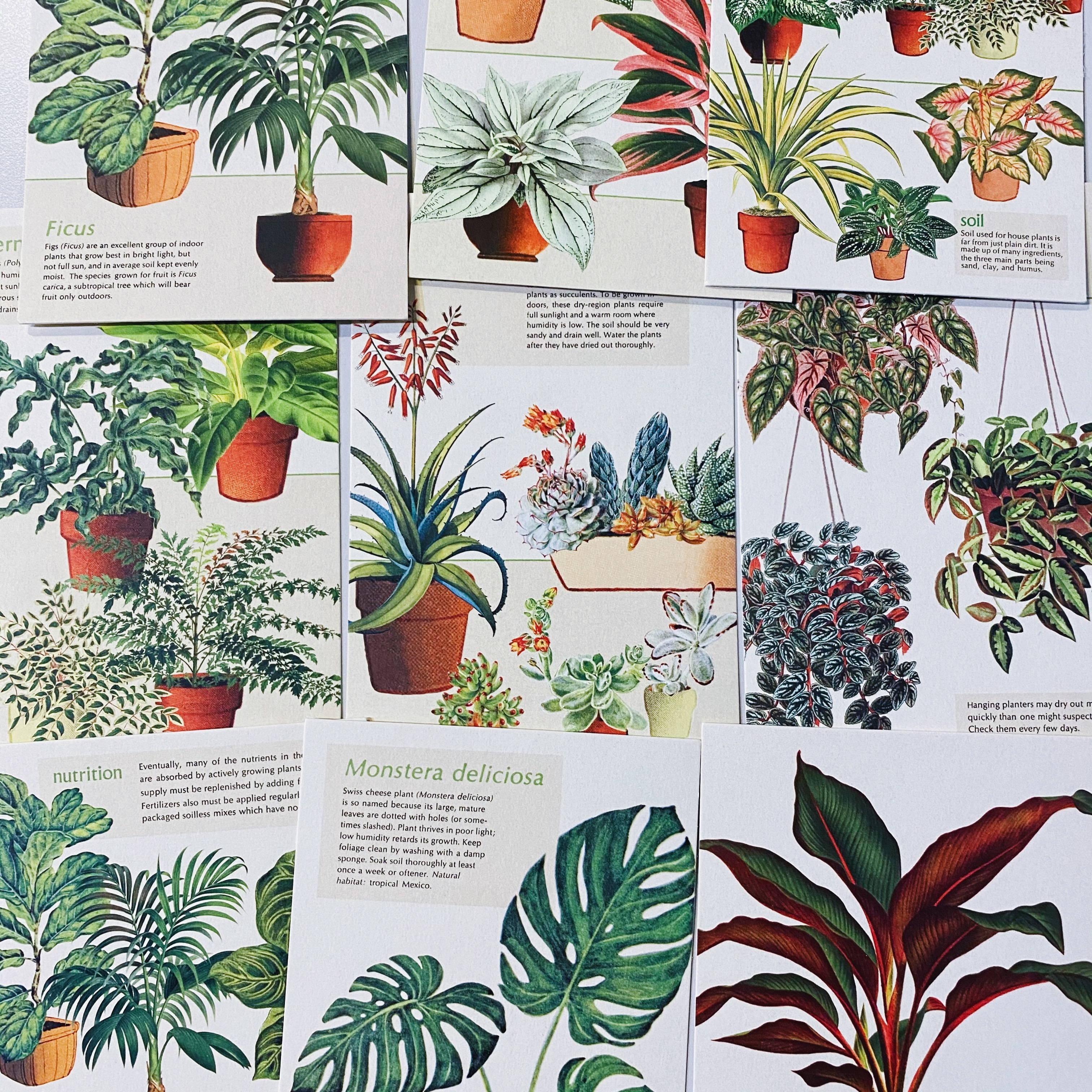 室內植物House Plants 復古錫盒明信片18 入組｜ 美國 Cavallini & Co.