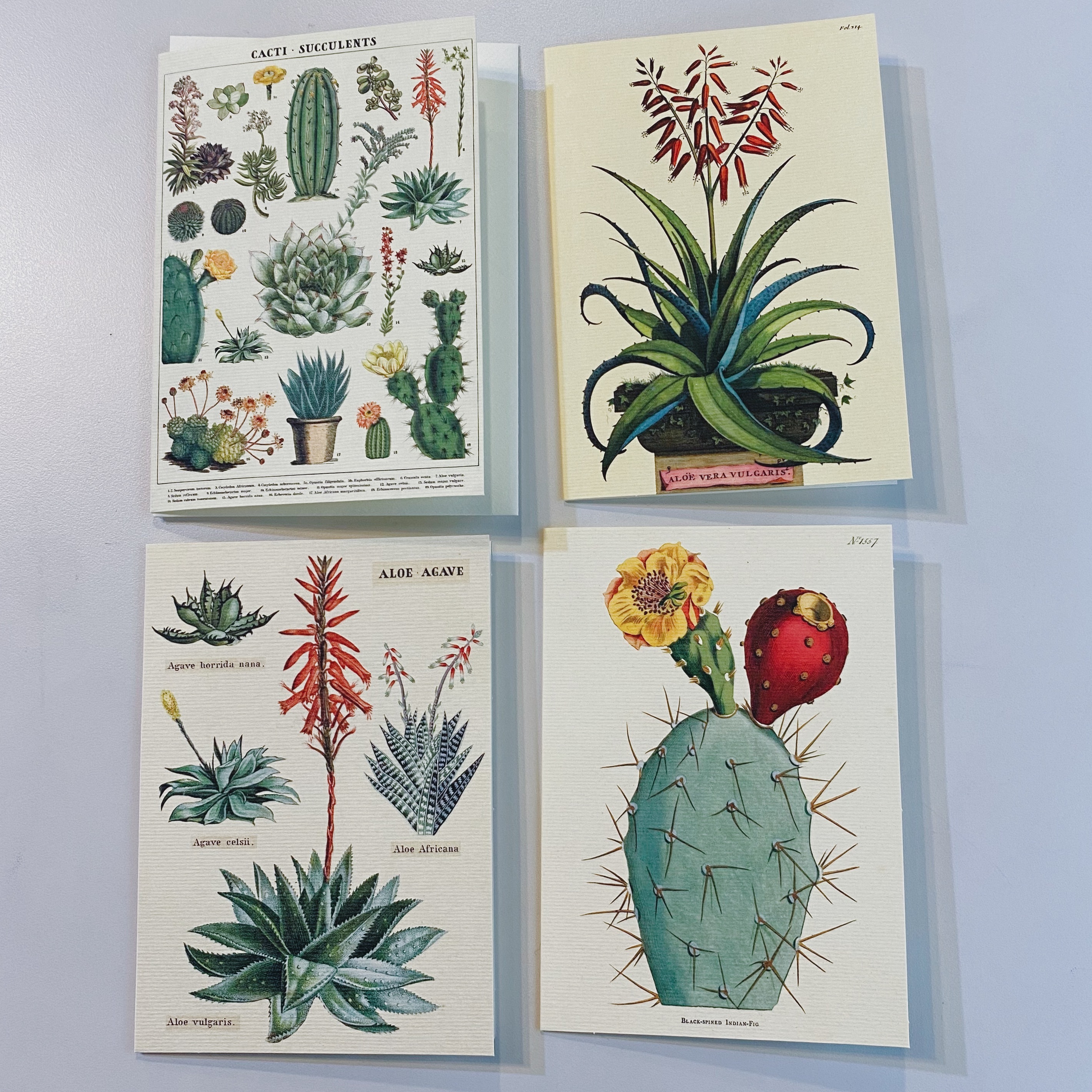 Cavallini 多肉植物 萬用卡片 賀卡