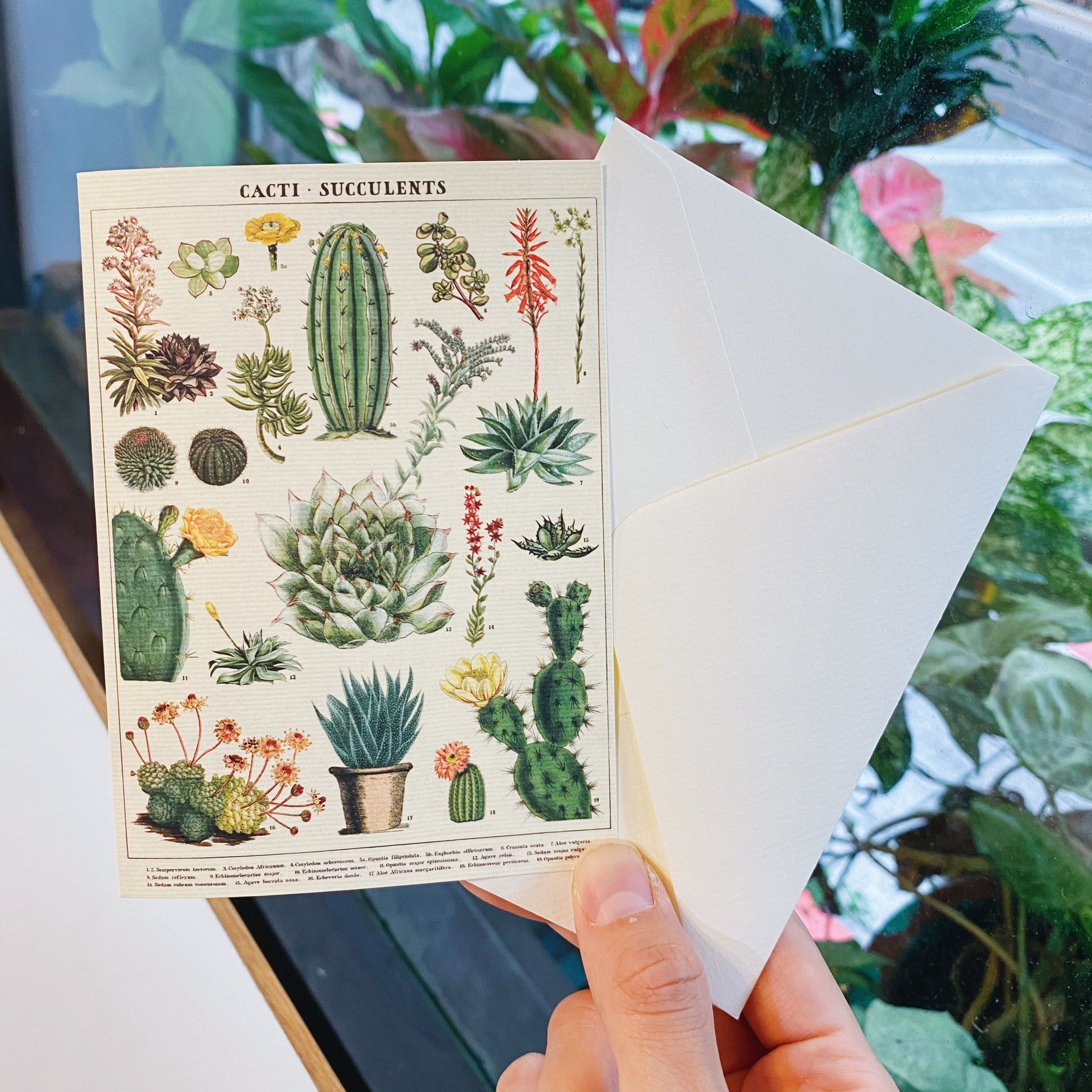 Cavallini 多肉植物 萬用卡片 賀卡