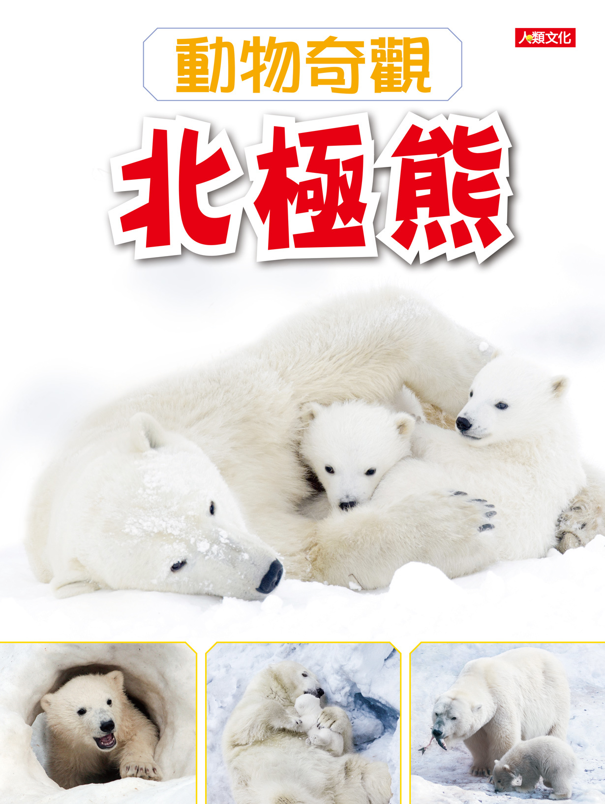 動物奇觀：北極熊