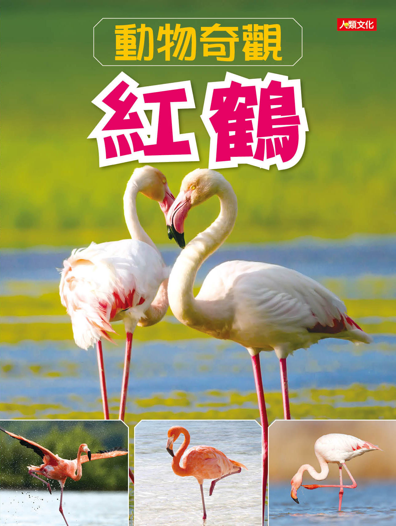 //福利品//動物奇觀：紅鶴