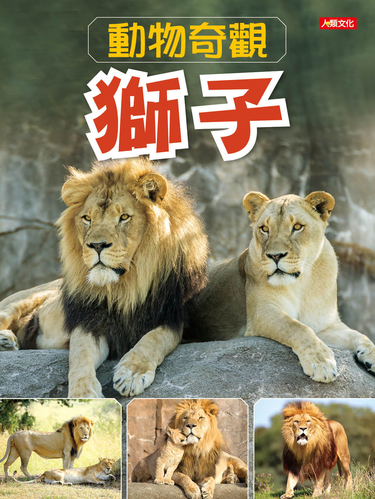//福利品//動物奇觀：獅子