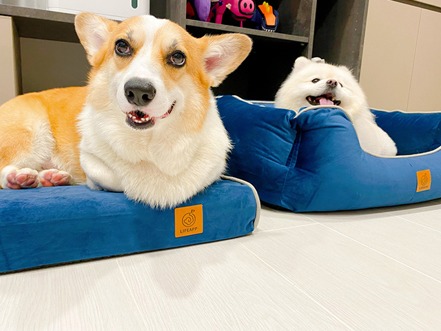 當熊熊遇上胖胖