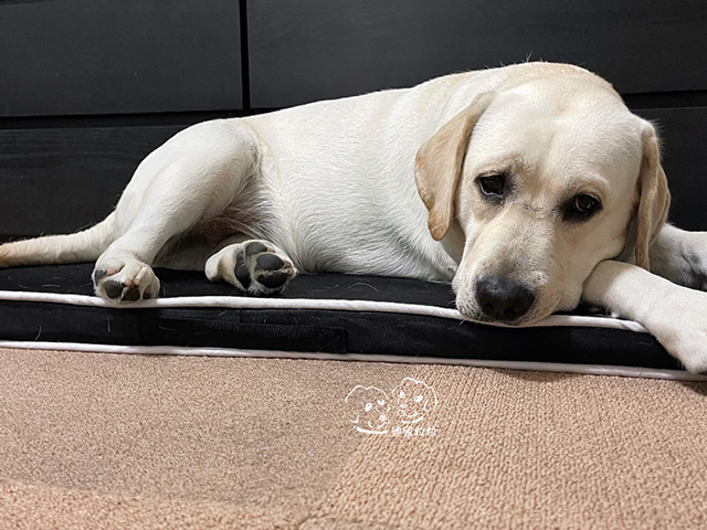 迪家拉拉 迪弟 KiKi RiRi