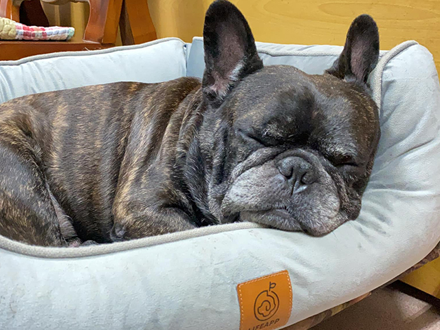 法國鬥牛犬-Dosh