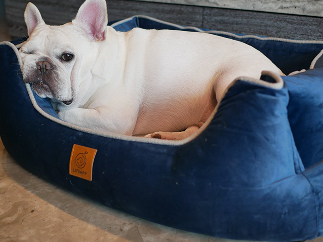 法鬥舒福雷&加菲帕芙（Souffle'&Puff)