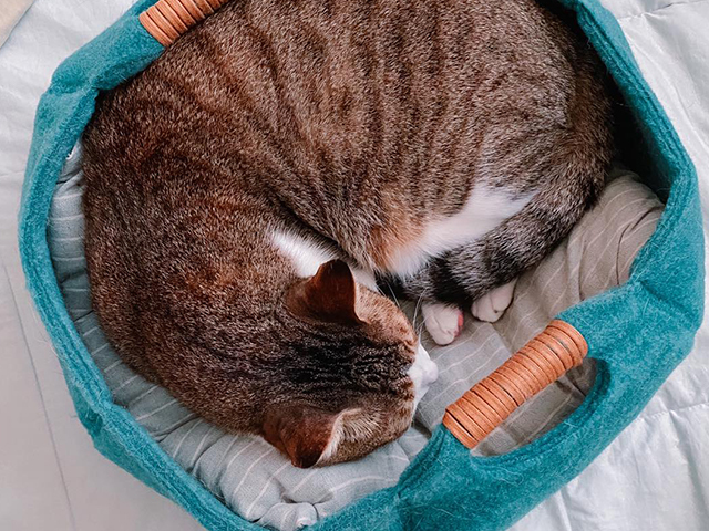 有尾巴的柯基噗卡與嘎魯喵 Corgi Pucca & Garu Miao