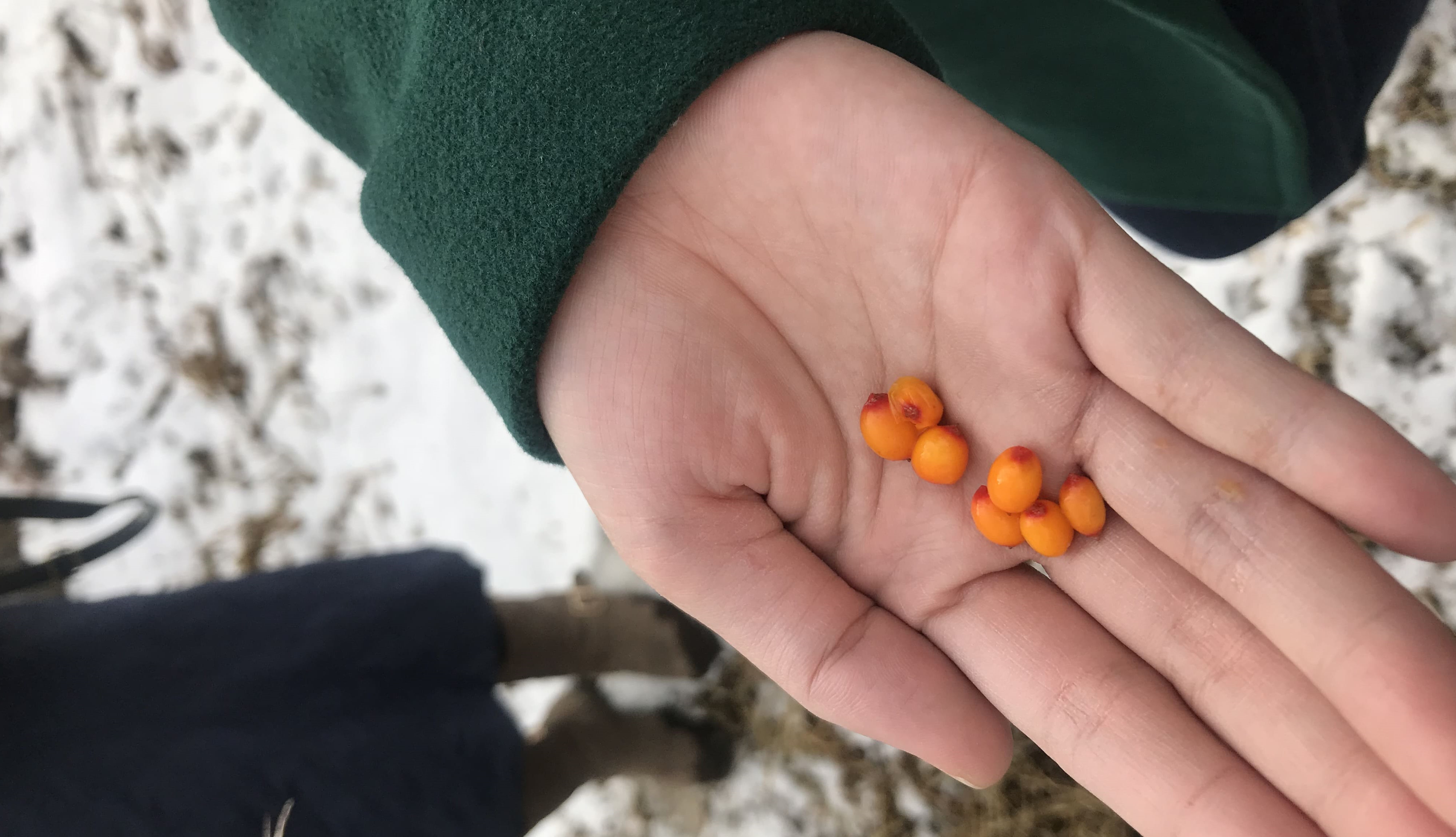 蘿絲小姐創業日記 親採沙棘果實