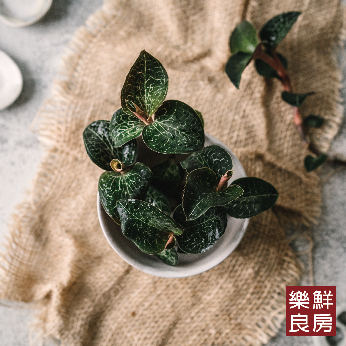 金線連-樂鮮良房無毒水耕蔬菜