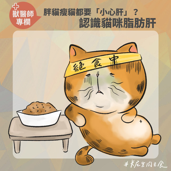 胖貓瘦貓都要「小心肝」？認識貓咪脂肪肝