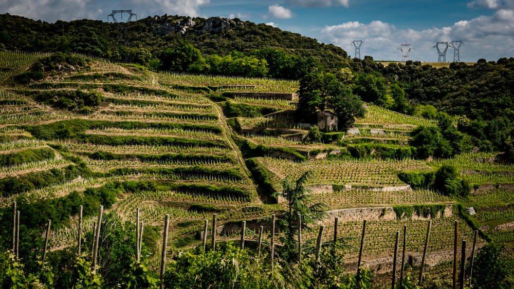 科爾納斯,Cornas,Rhone Valley,羅訥河谷,波爾多,Bordeaux,西拉,Syrah