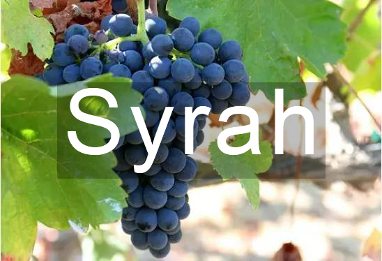 科爾納斯,Cornas,Rhone Valley,羅訥河谷,波爾多,Bordeaux,西拉,Syrah