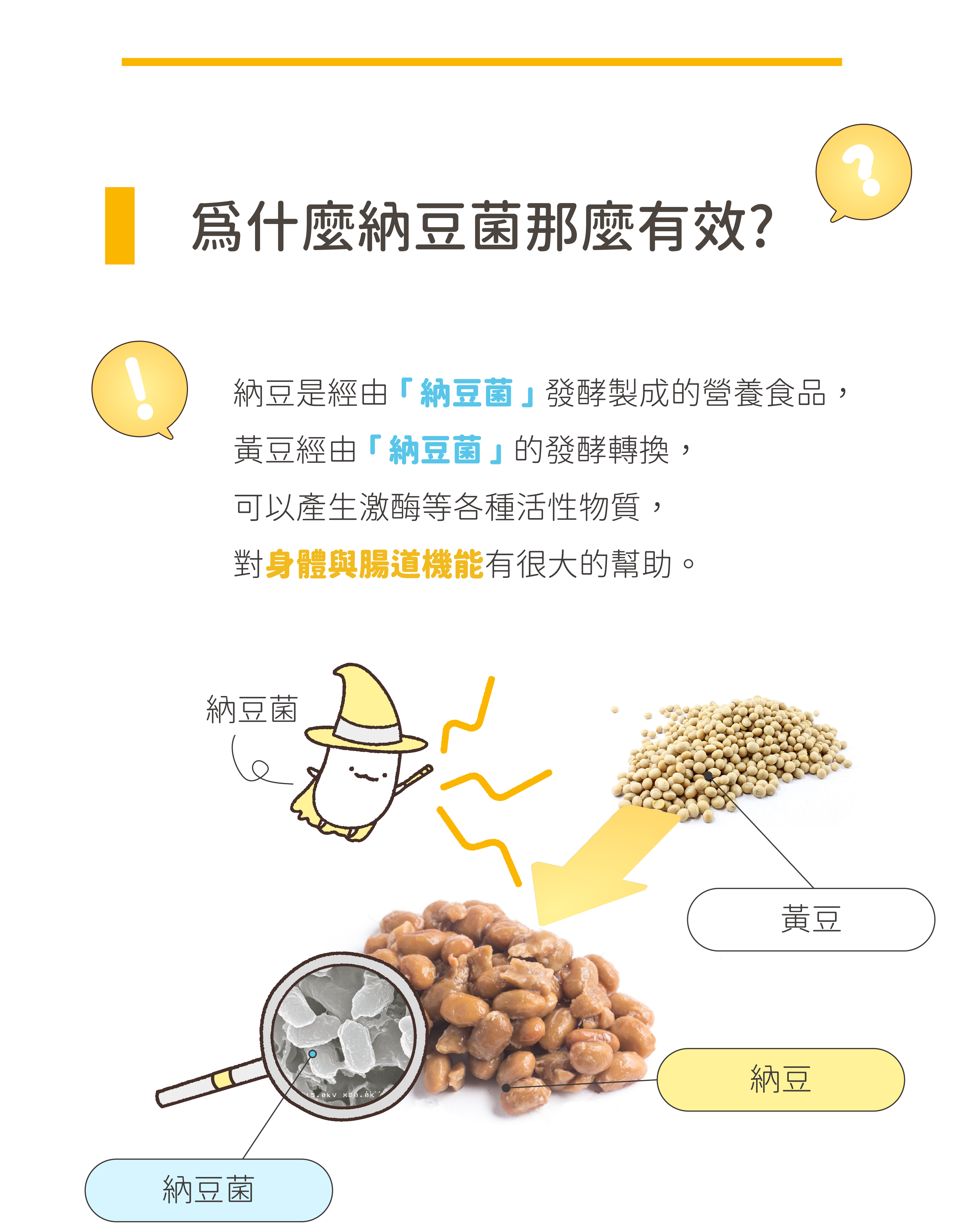 為什麼納豆菌這麼有效? 納豆菌對身體機能跟腸道機能有很大的幫助!