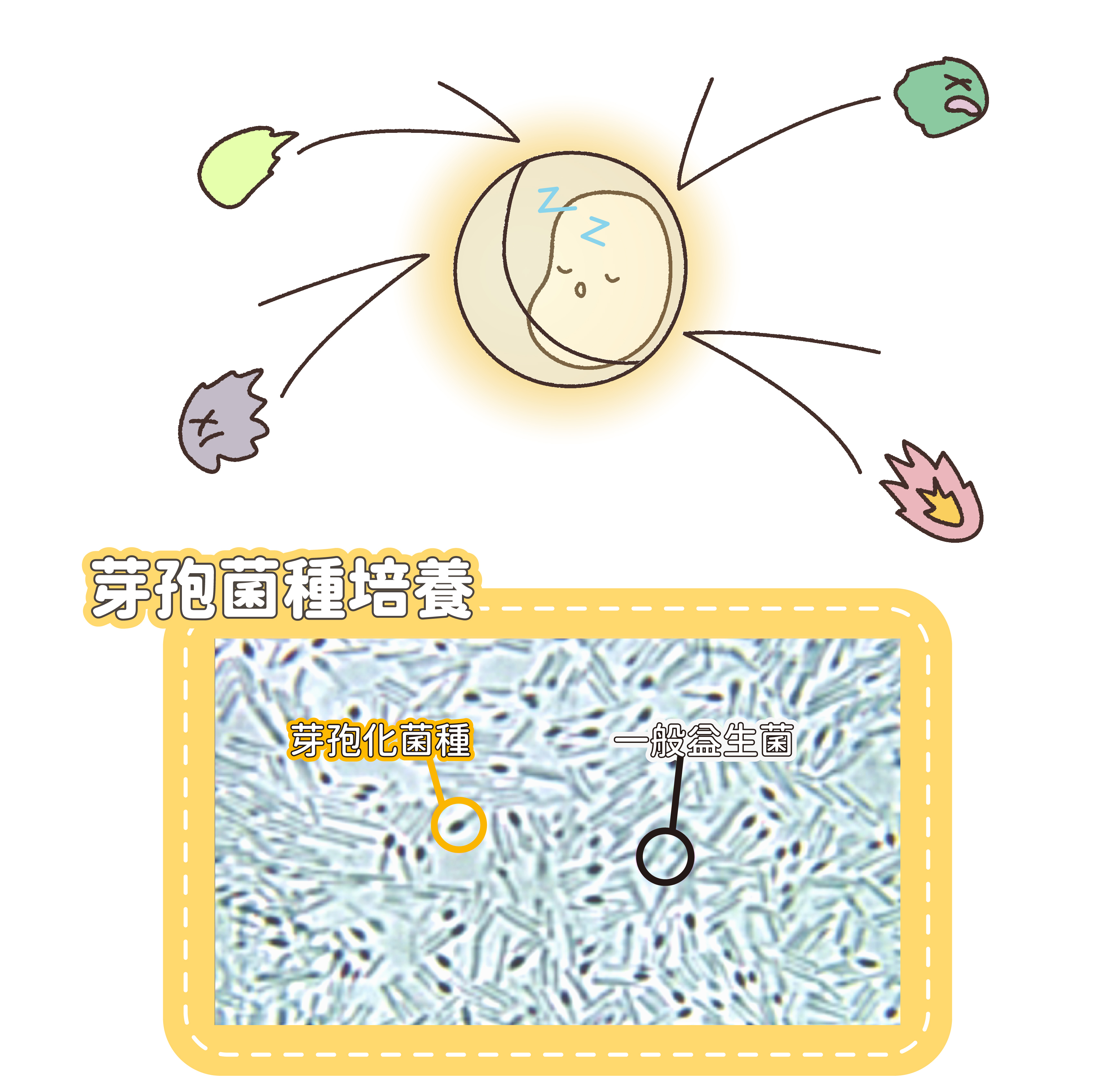 芽孢菌的培養，以及納豆菌抗性