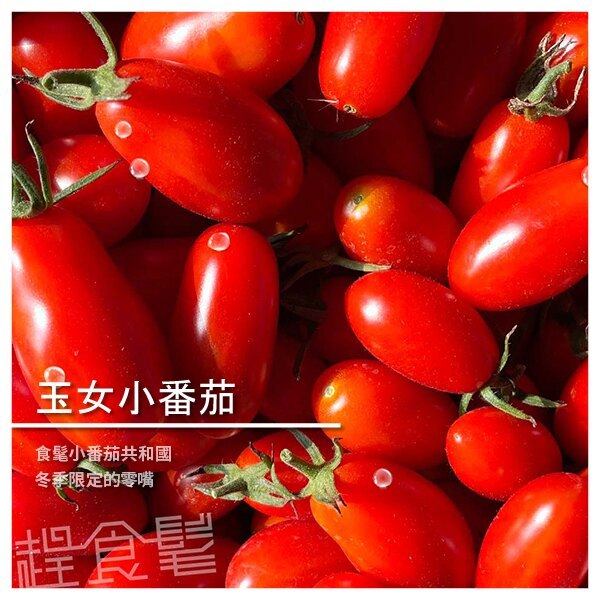 美濃珍品-食髦小番茄 (冬季限定的天然綜合維他命) | 一起來讓醫生的臉變綠吧~