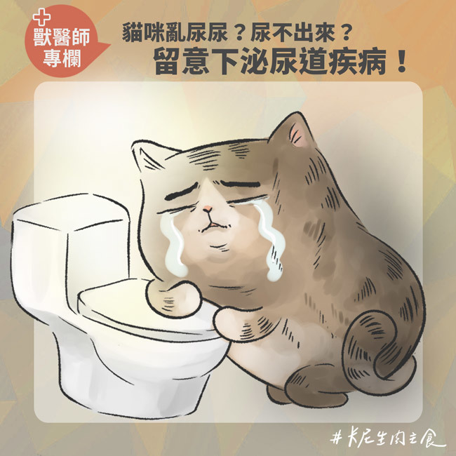 貓咪亂尿尿？尿不出來？留意下泌尿道疾病！