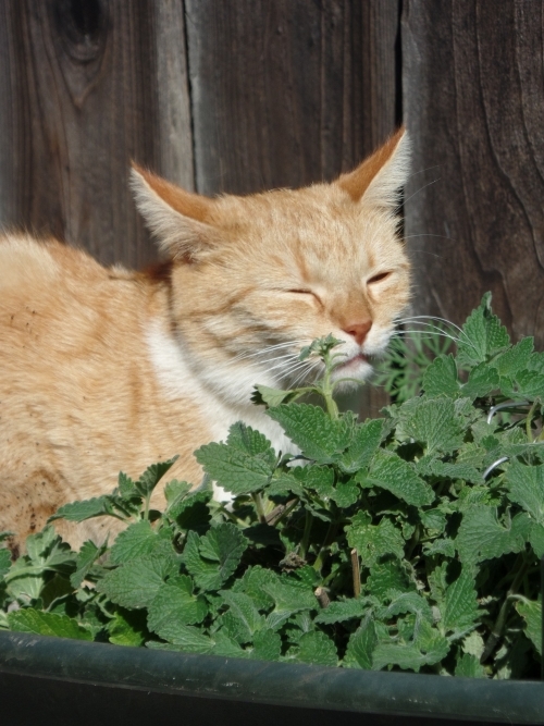 貓草貓薄荷有什麼差別 盤點3種奴才不知道的貓咪精神糧食 Meow食堂