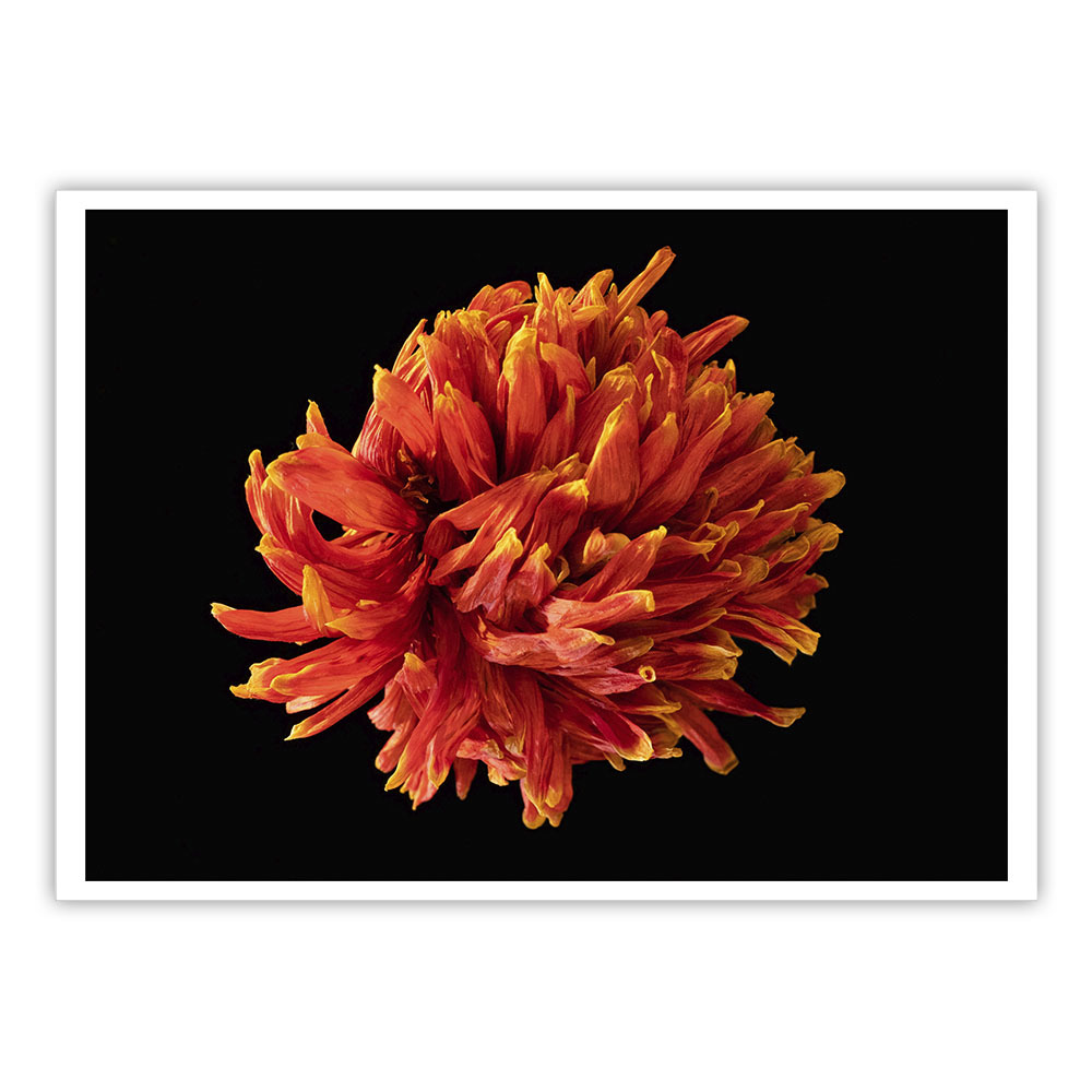 《花火》 系列 -3