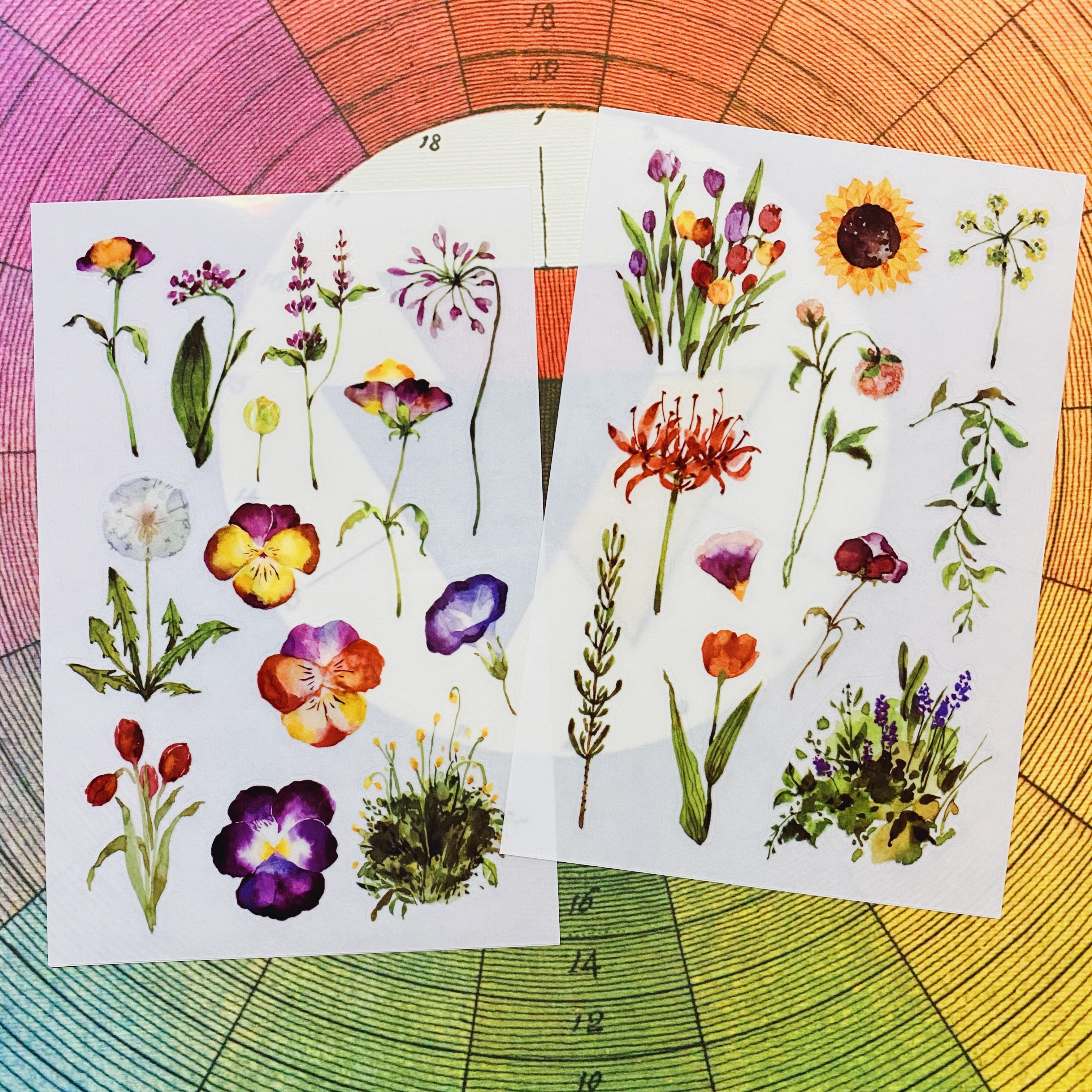 OURS 野花草 轉印貼紙