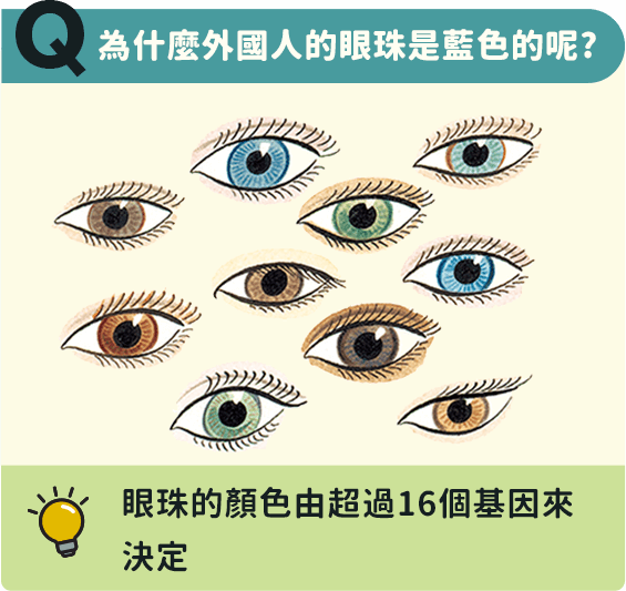 為什麼外國人的眼珠是藍色的呢?眼珠的顏色由超過16個基因來決定 