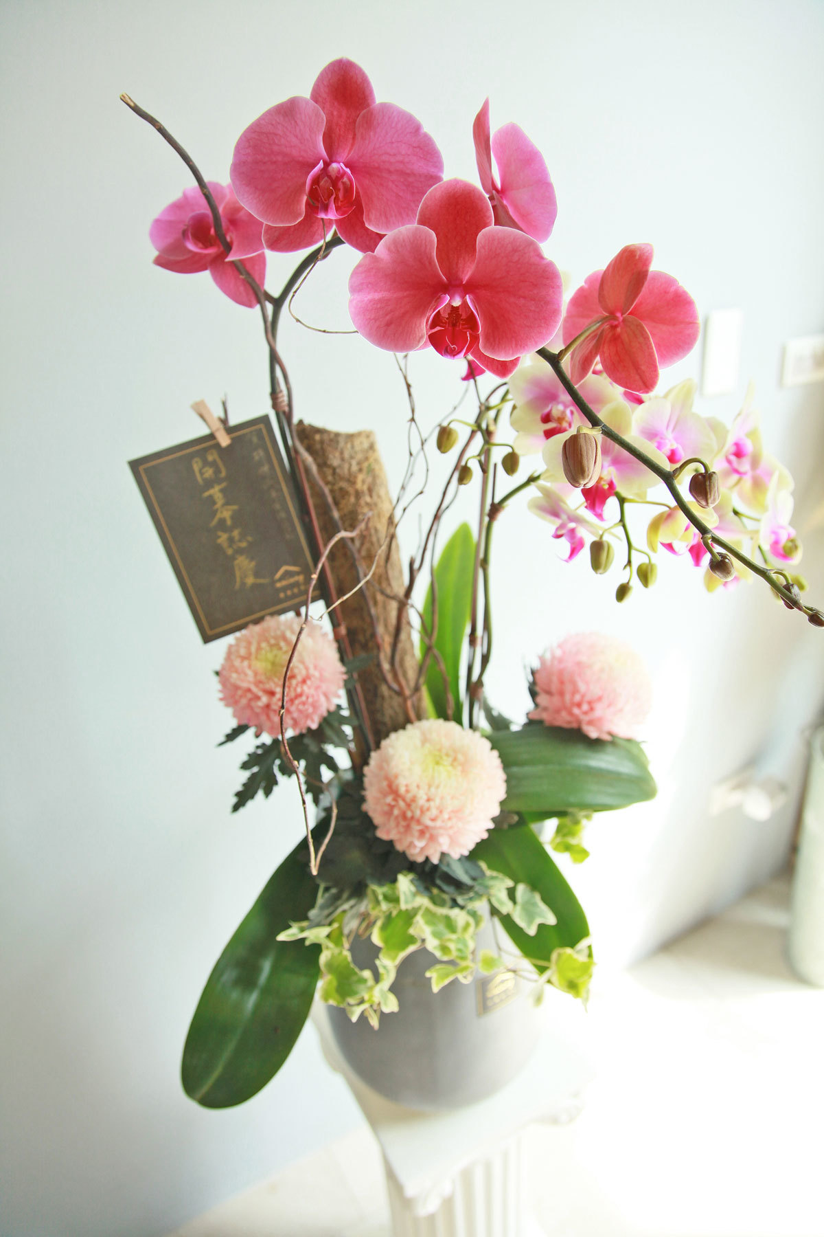 蘭景長紅・蘭花盆景 ｜新竹限定