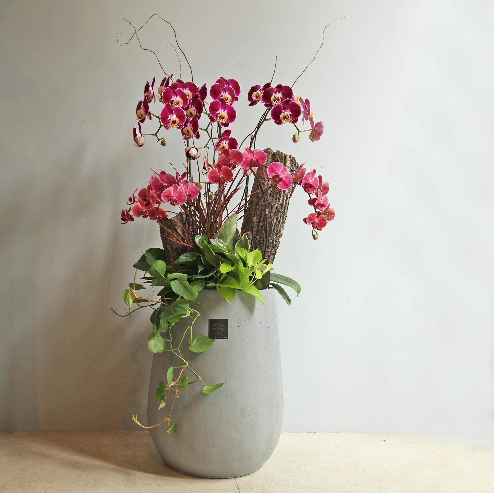 蘭景大器・落地蘭花盆景｜新竹限定｜含運