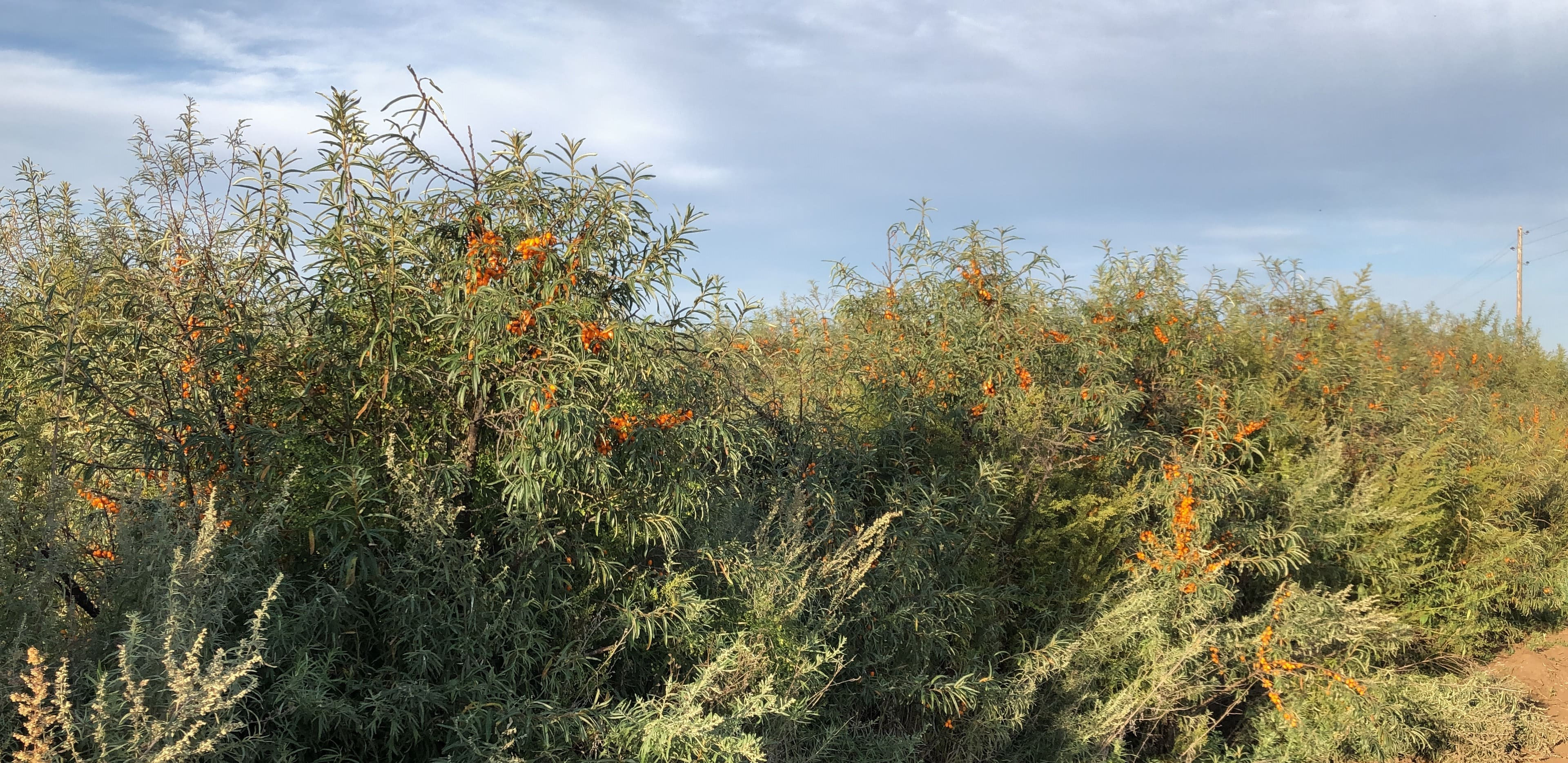逐批檢驗來自蒙古國的沙棘果油