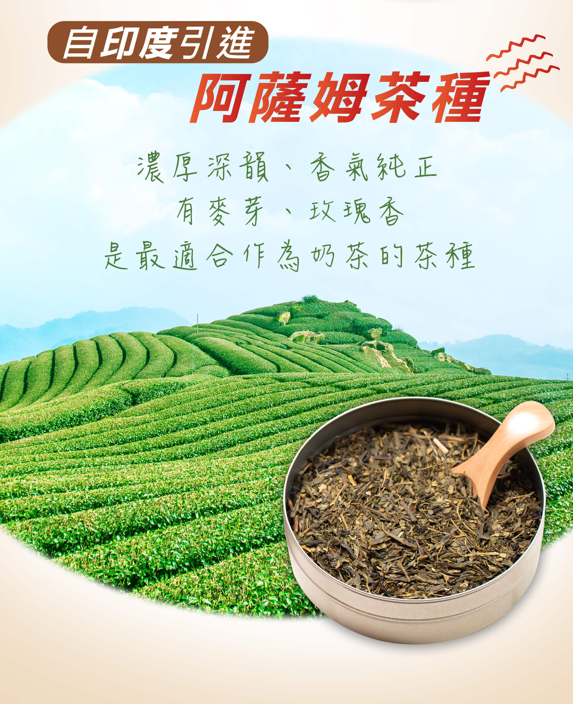 益生元纖奶茶選用來自印度引進的阿薩姆茶種,麥芽;玫瑰茶香,最適合做為奶茶的茶種 益生元纖奶茶選用來自印度引進的阿薩姆茶種