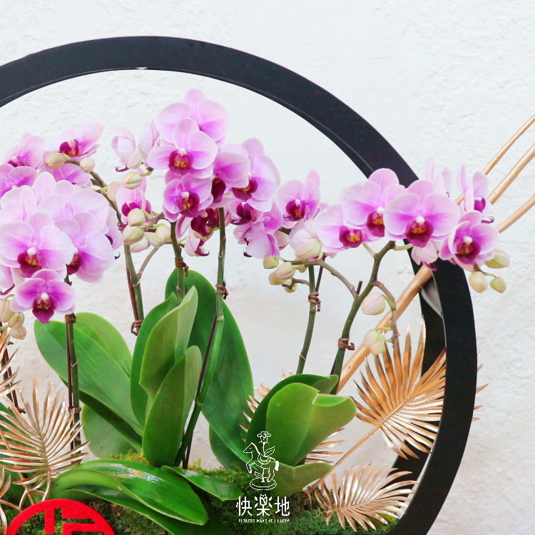 福祿圓滿 I 蘭花盆栽  OP200566