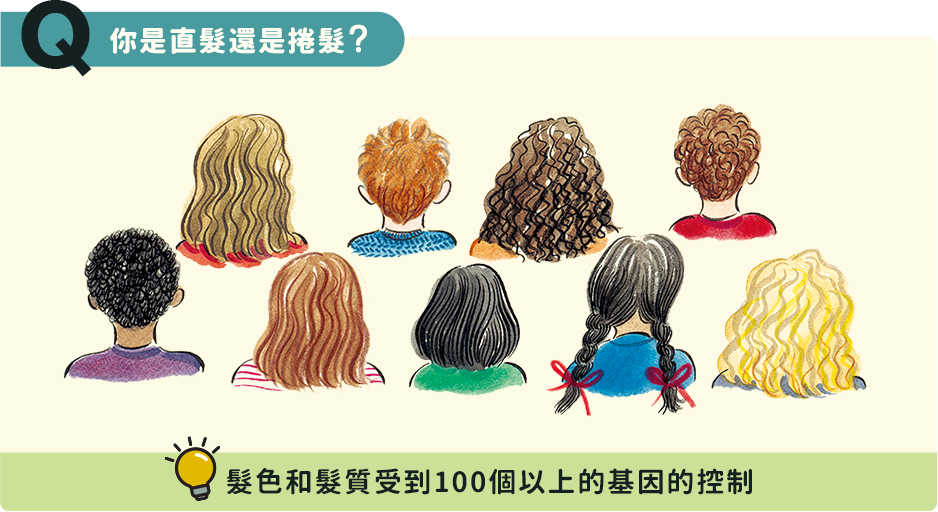 你是直髮還是捲髮?髮色和髮質受到100個以上的基因的控制