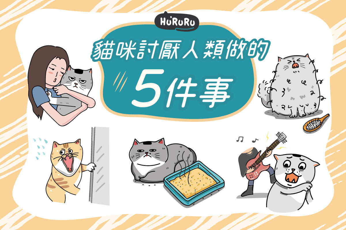 貓咪討厭人類做的五件事