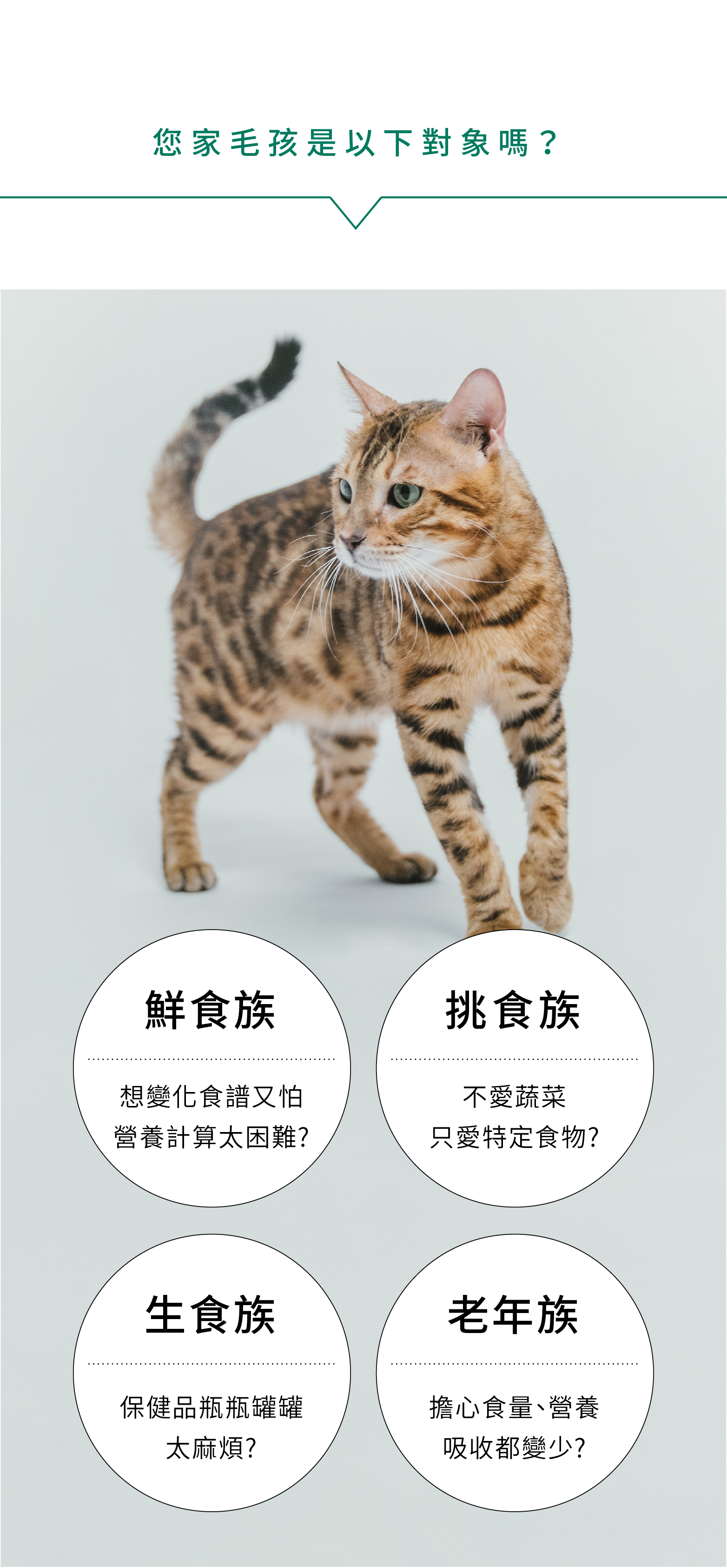 不論是吃鮮食、生食的貓咪，或者是挑食貓咪、年紀大的貓咪，都適合吃寵立善的貓營養品貓用綜合營養粉。