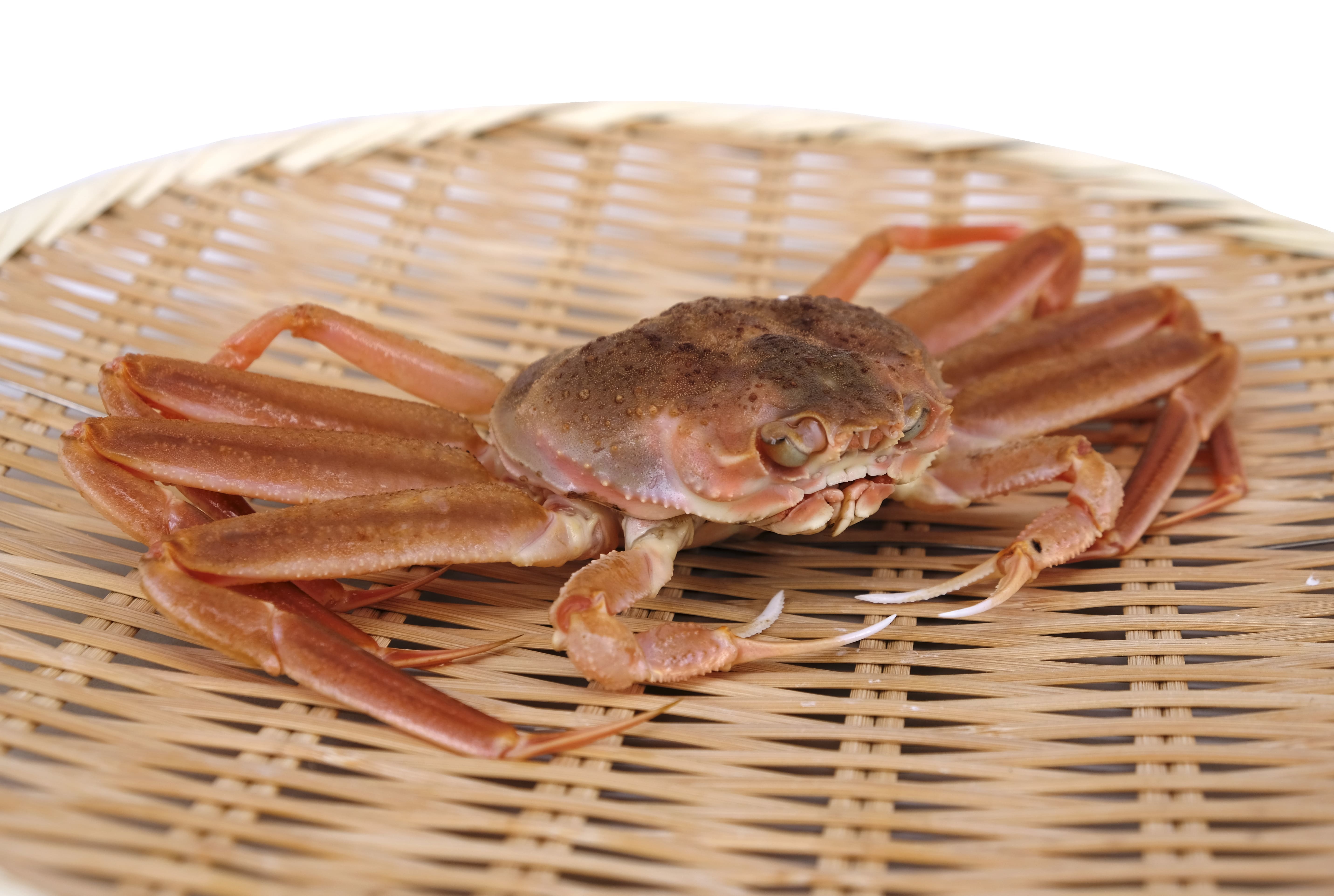 德華水產 期間限定 セコガニ香箱蟹