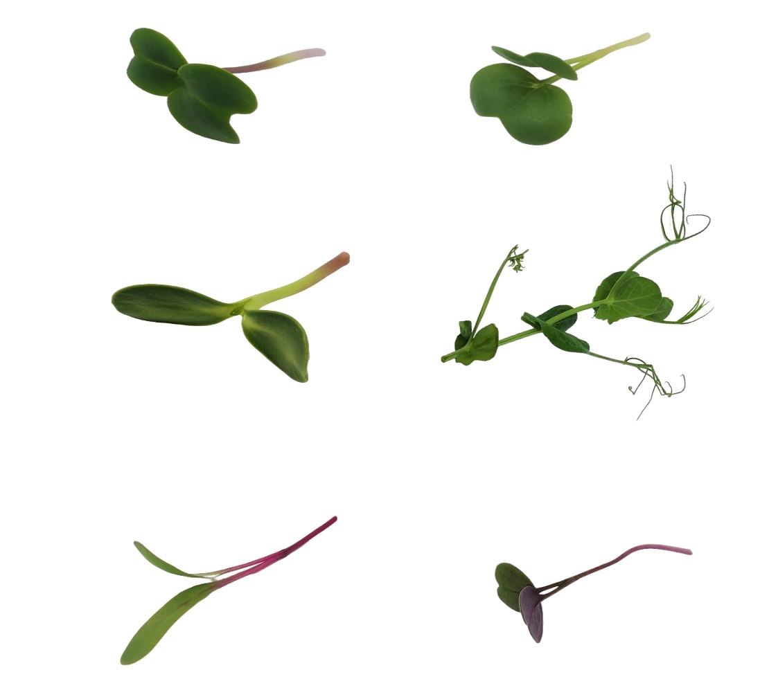 Micro-green Mixed Salad 50g