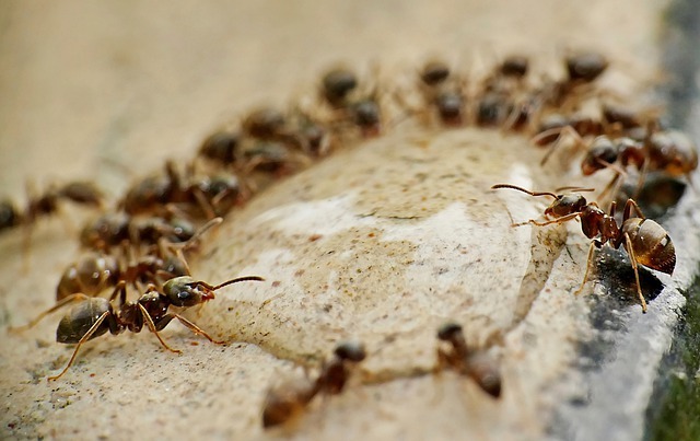 想要快速有效消滅蟻巢，讓螞蟻消失的螞蟻藥推薦哪款？