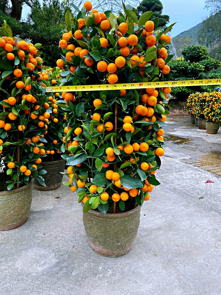 🔥火火密密餸🔥~賀年大吉(免運費)