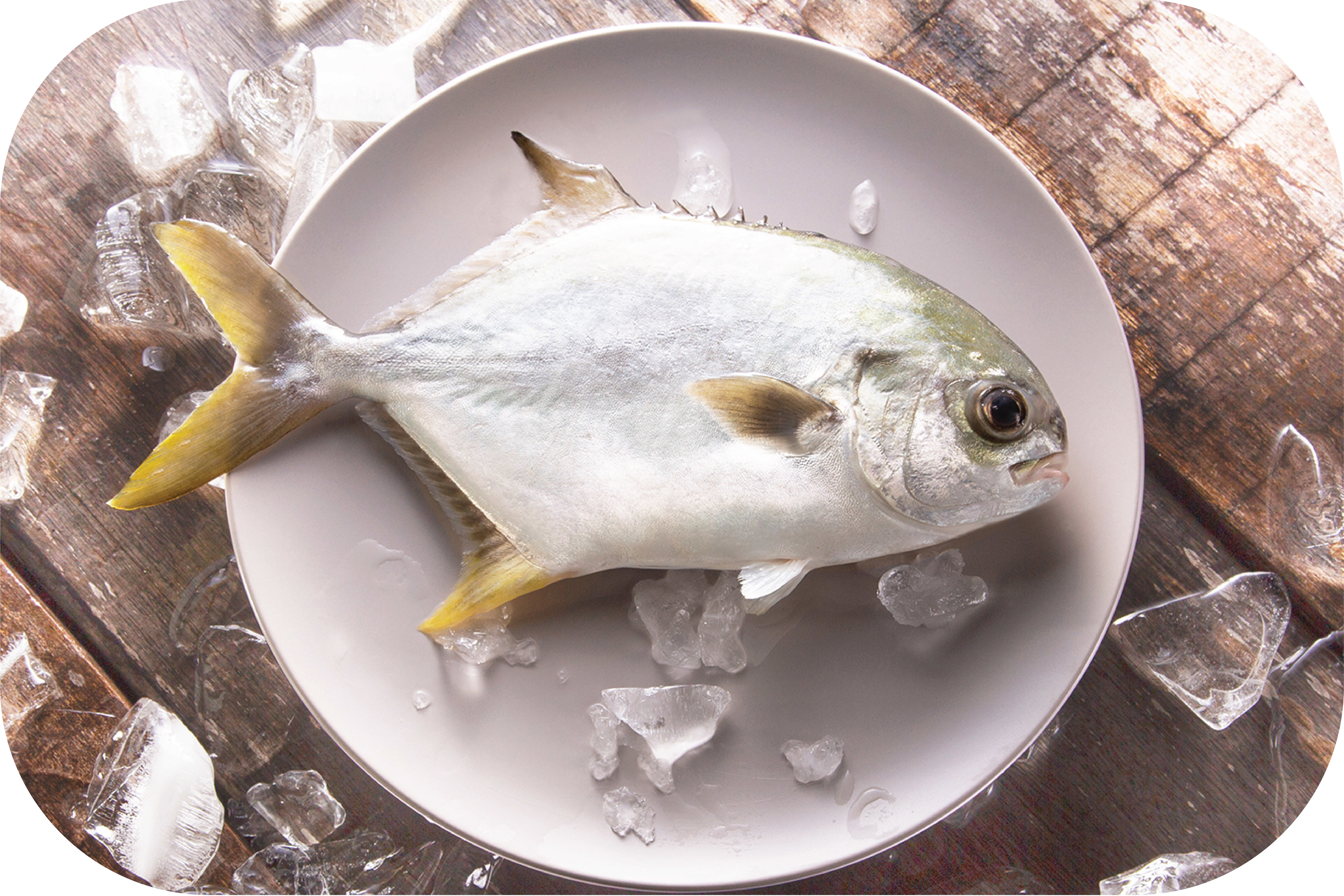 本地養殖黃立鯧