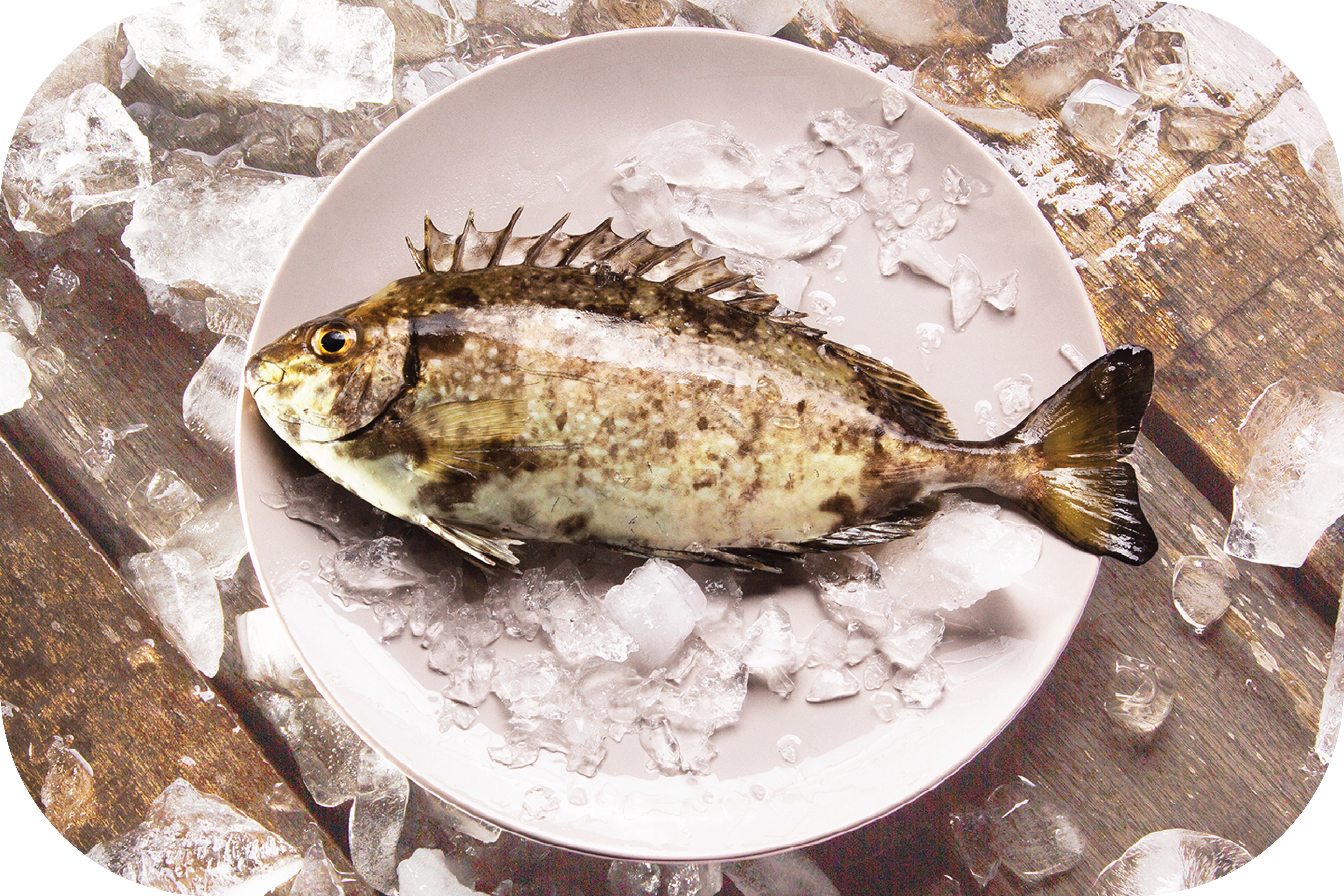 本地養殖巨形泥鯭 (每包2-3條)