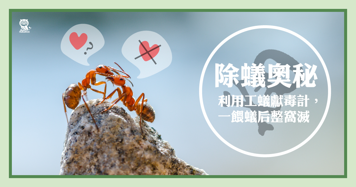 螞蟻藥原理是什麼？徹底消滅，螞蟻藥推薦這樣選！