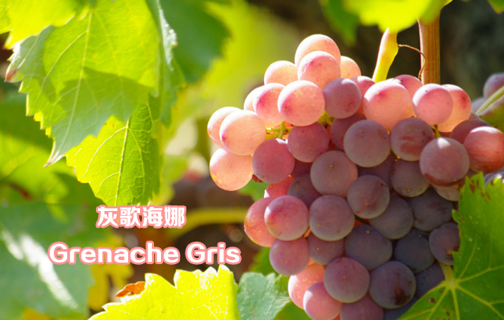 Grenache Gris,  灰歌海娜