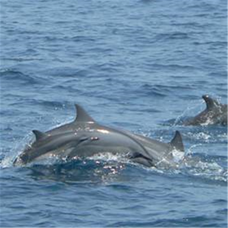 【宜蘭】鯨典烏石港 賞鯨