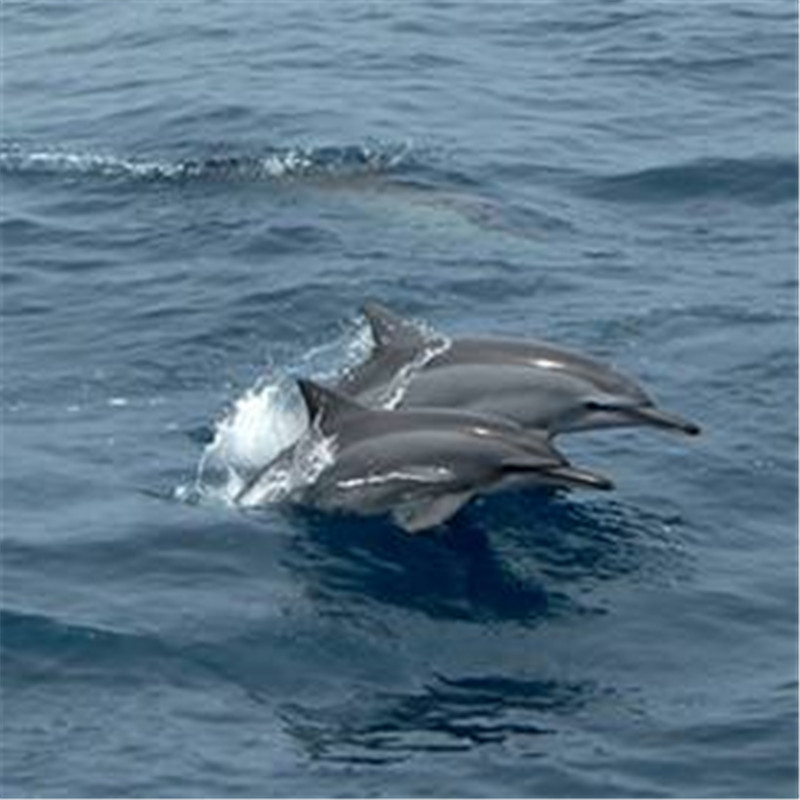 【宜蘭】鯨典烏石港 賞鯨