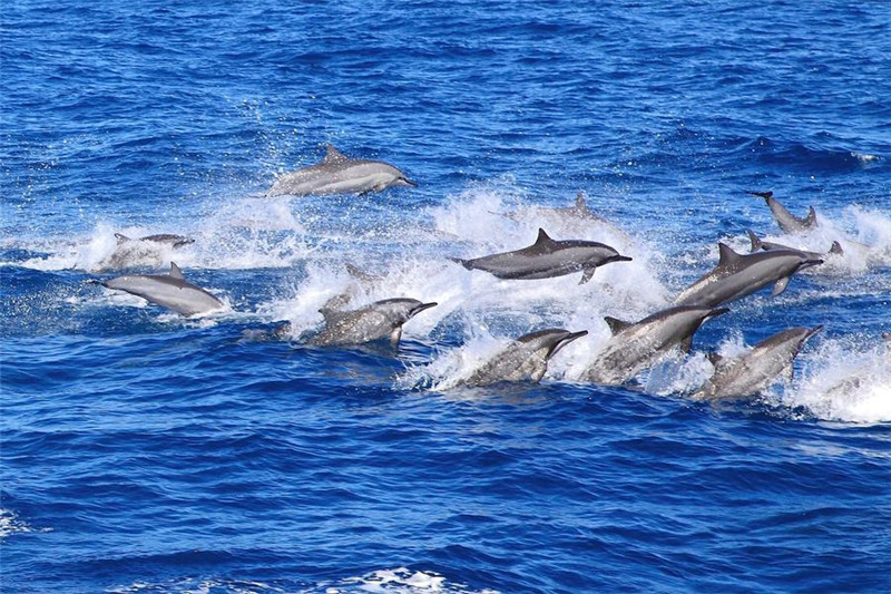 【宜蘭】鯨典烏石港 賞鯨