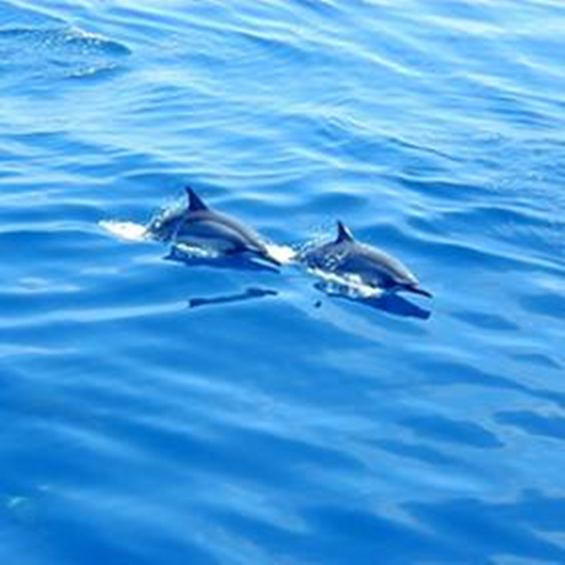 【宜蘭】鯨典烏石港賞鯨+環龜山島 Ⓗ
