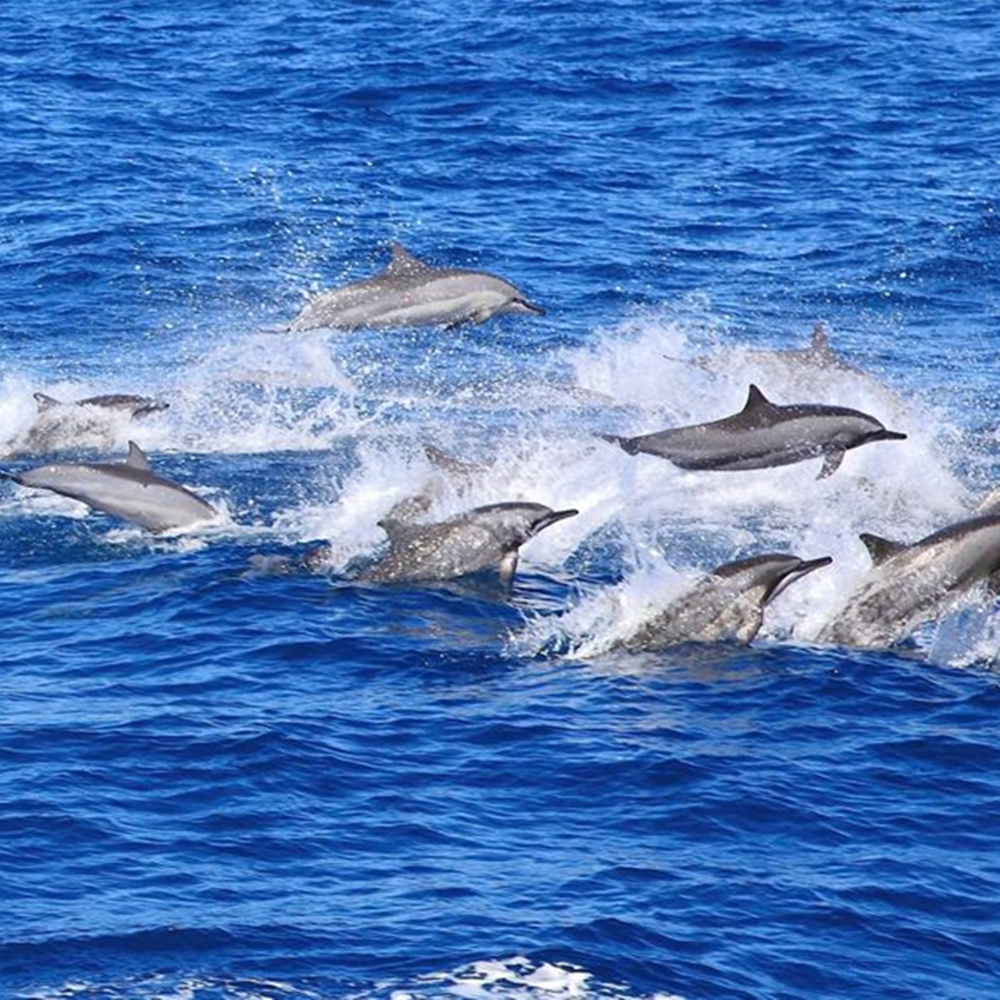 【宜蘭】鯨典烏石港賞鯨+環龜山島 Ⓗ
