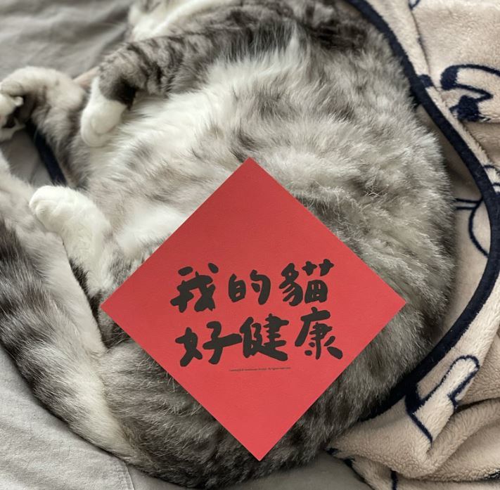 我的貓好健康春聯