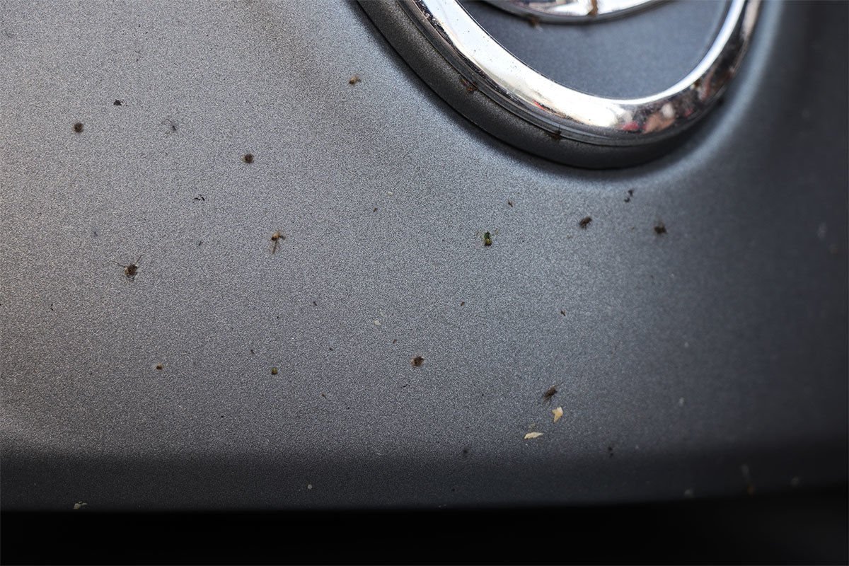 蟲屍常見於車頭燈附近