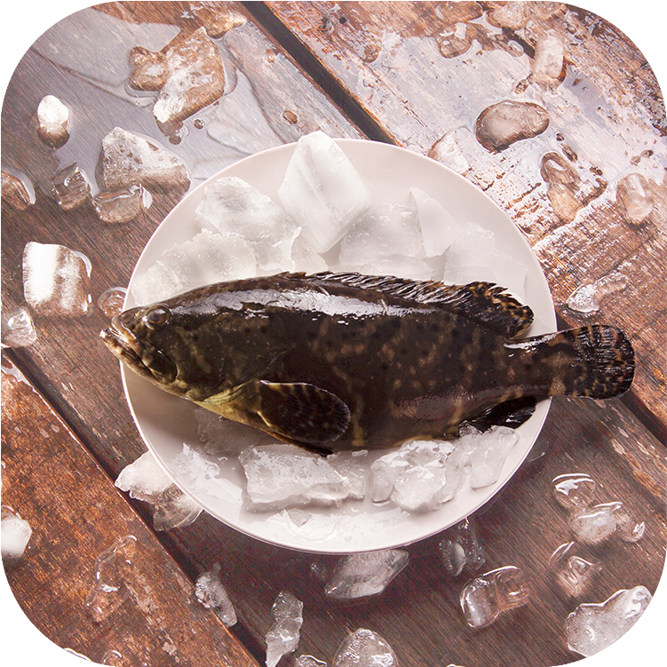 本地養殖沙巴龍躉