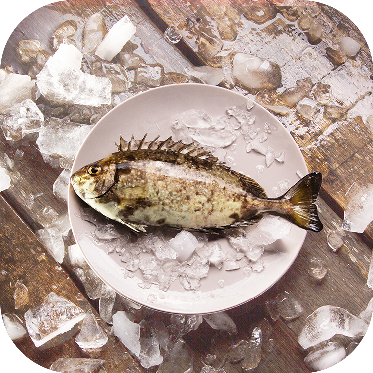 本地養殖巨形泥鯭 (每包2-3條)