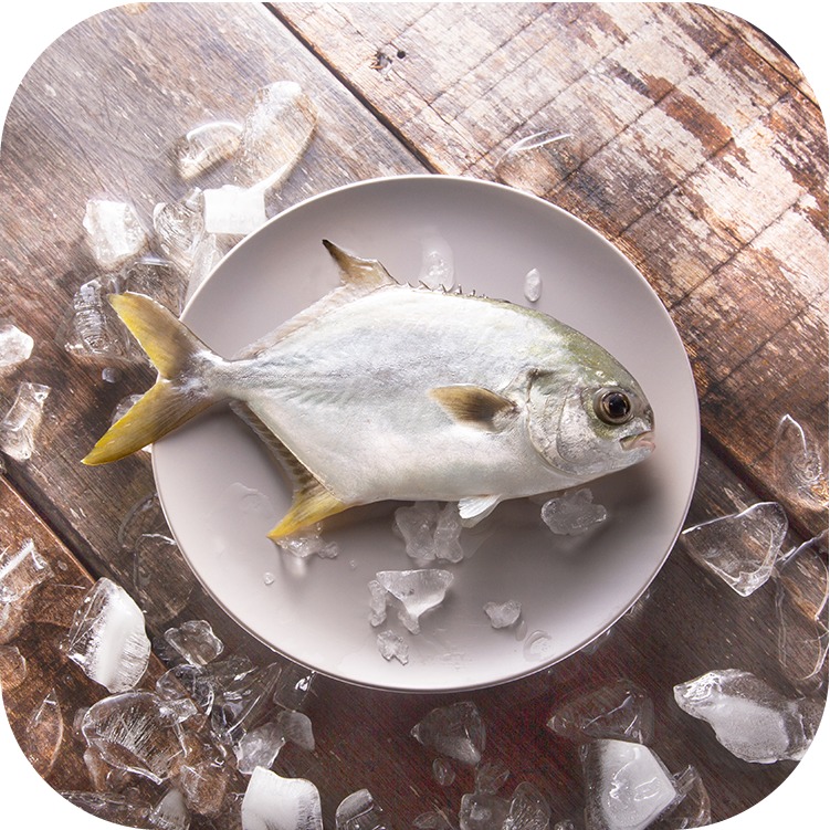 本地養殖黃立鯧